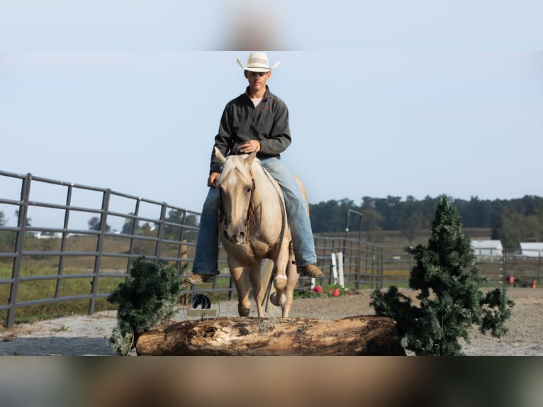 American Quarter Horse Wallach 4 Jahre 152 cm Palomino in Fredericksburg, OH