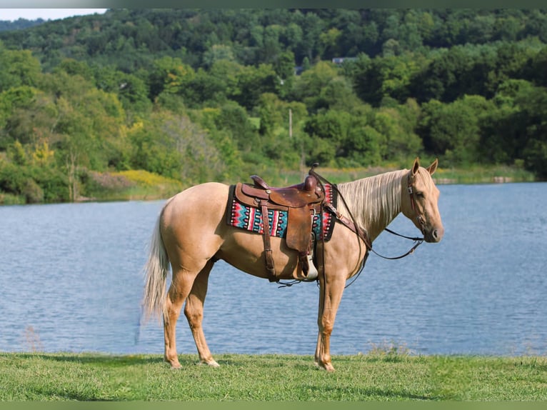 American Quarter Horse Wallach 4 Jahre 152 cm Palomino in Rebersburg
