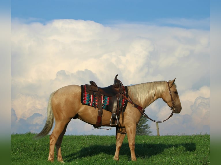 American Quarter Horse Wallach 4 Jahre 152 cm Palomino in Rebersburg