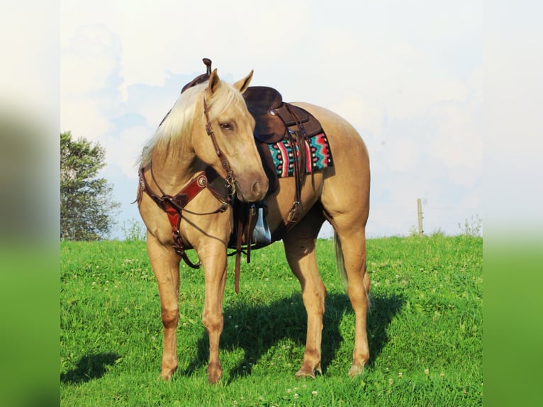 American Quarter Horse Wallach 4 Jahre 152 cm Palomino in Rebersburg
