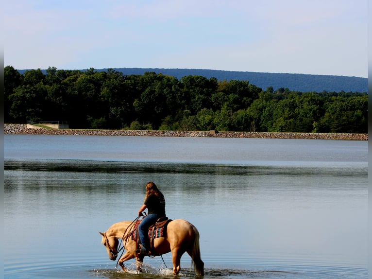 American Quarter Horse Wallach 4 Jahre 152 cm Palomino in Rebersburg