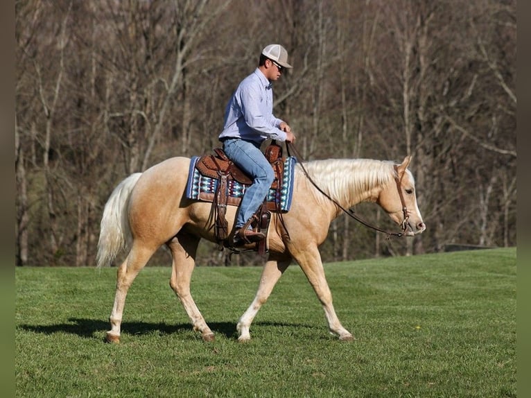 American Quarter Horse Wallach 4 Jahre 152 cm Palomino in SOMERSET, KY
