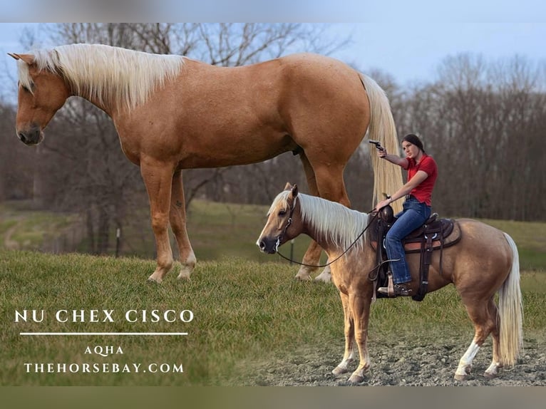 American Quarter Horse Wallach 4 Jahre 152 cm Palomino in Lisbon, IA