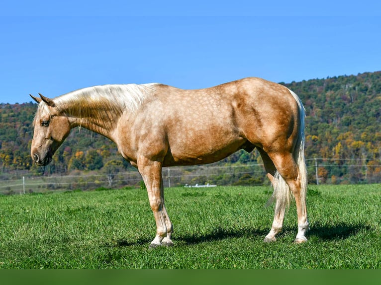 American Quarter Horse Wallach 4 Jahre 152 cm Palomino in Rebersburg American Quarter Horse Wallach 4 Jahre 152 cm Palomino in Rebersburg