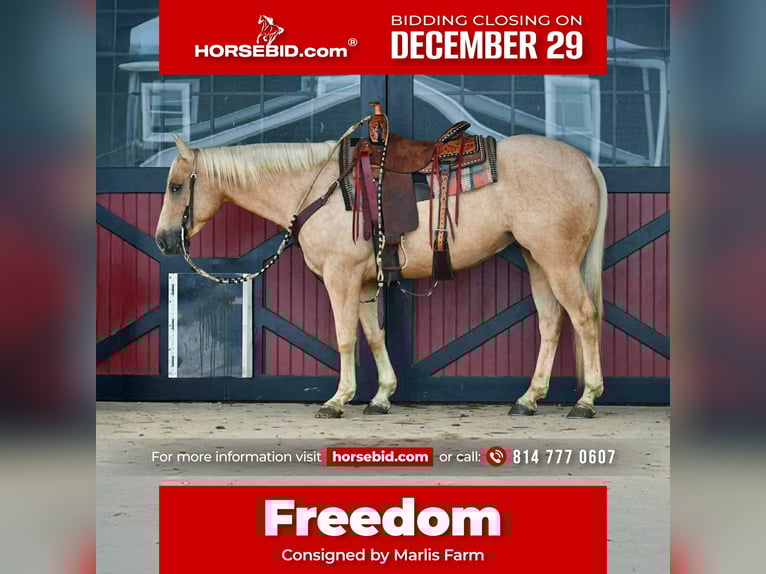 American Quarter Horse Wallach 4 Jahre 152 cm Palomino in Rebersburg