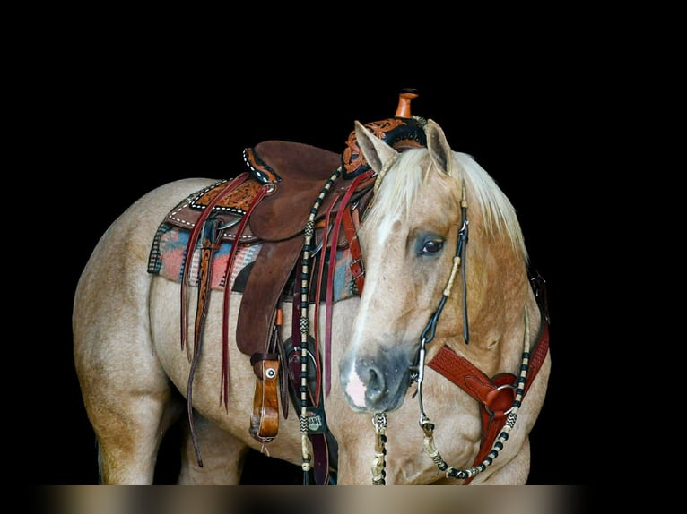 American Quarter Horse Wallach 4 Jahre 152 cm Palomino in Rebersburg