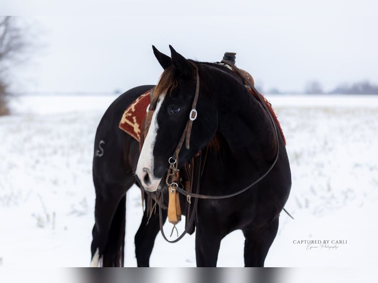 American Quarter Horse Wallach 4 Jahre 152 cm Rappe in Shelbina