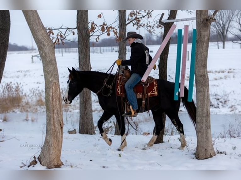 American Quarter Horse Wallach 4 Jahre 152 cm Rappe in Shelbina