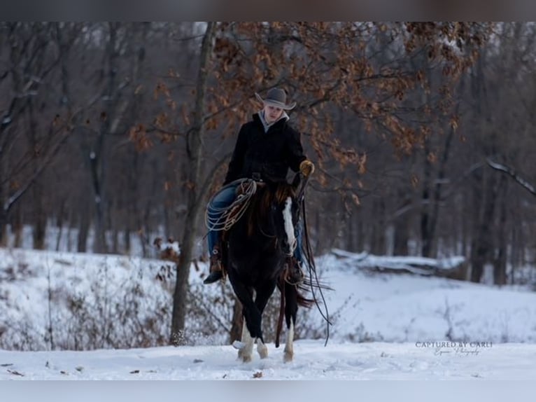 American Quarter Horse Wallach 4 Jahre 152 cm Rappe in Shelbina