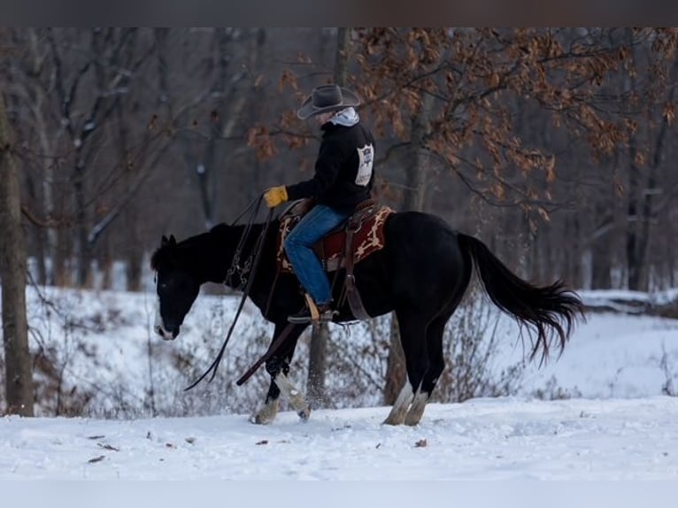 American Quarter Horse Wallach 4 Jahre 152 cm Rappe in Shelbina