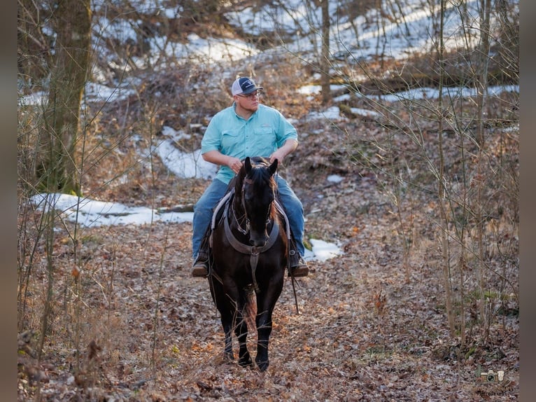 American Quarter Horse Wallach 4 Jahre 152 cm Rappe in Tompkinsville