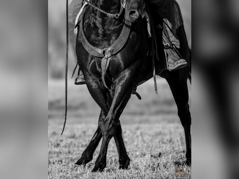 American Quarter Horse Wallach 4 Jahre 152 cm Rappe in Tompkinsville