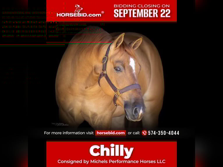 American Quarter Horse Wallach 4 Jahre 152 cm Red Dun in Cottage Grove