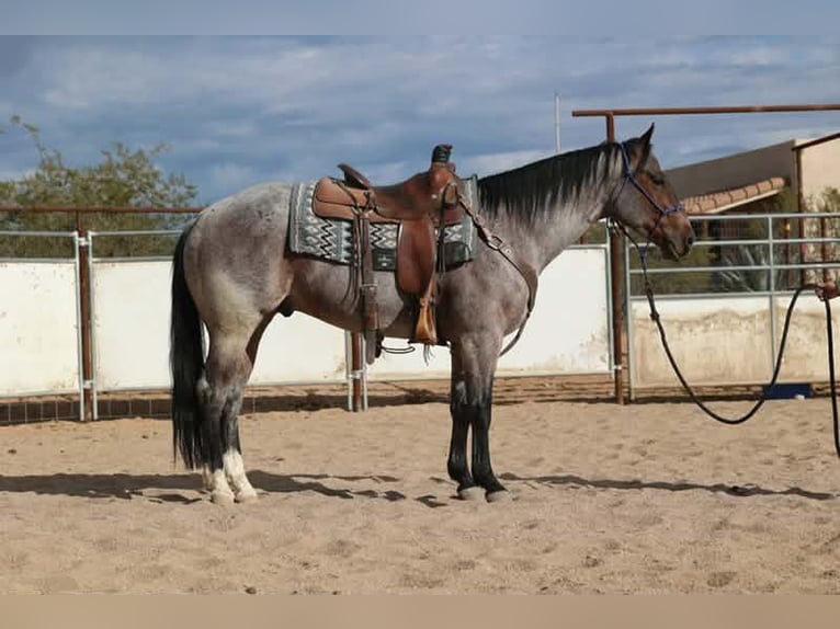 American Quarter Horse Wallach 4 Jahre 152 cm Roan-Bay in Caldwell