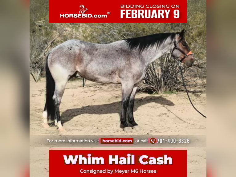 American Quarter Horse Wallach 4 Jahre 152 cm Roan-Bay in Caldwell