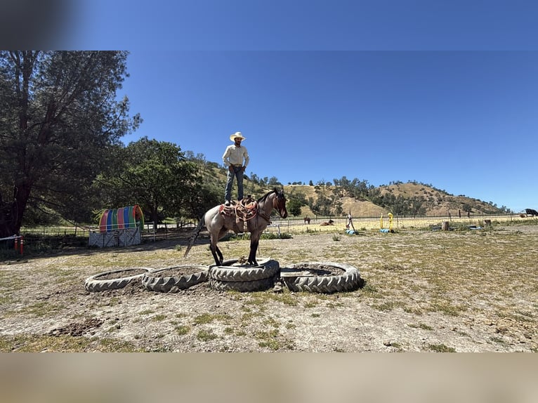 American Quarter Horse Wallach 4 Jahre 152 cm Roan-Bay in Tres Pinos