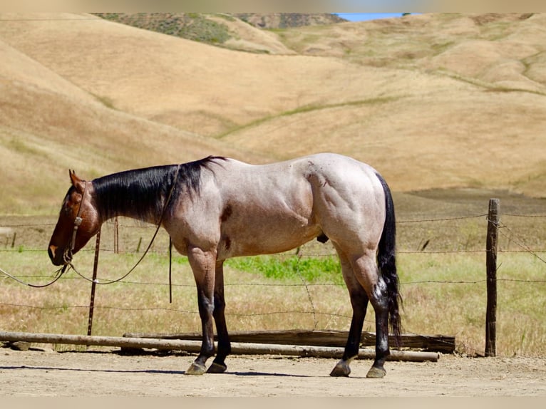 American Quarter Horse Wallach 4 Jahre 152 cm Roan-Bay in Tres Pinos