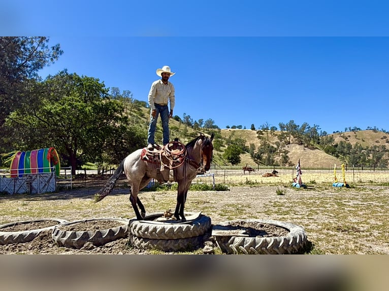 American Quarter Horse Wallach 4 Jahre 152 cm Roan-Bay in Tres Pinos