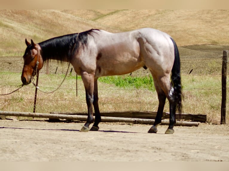 American Quarter Horse Wallach 4 Jahre 152 cm Roan-Bay in Tres Pinos