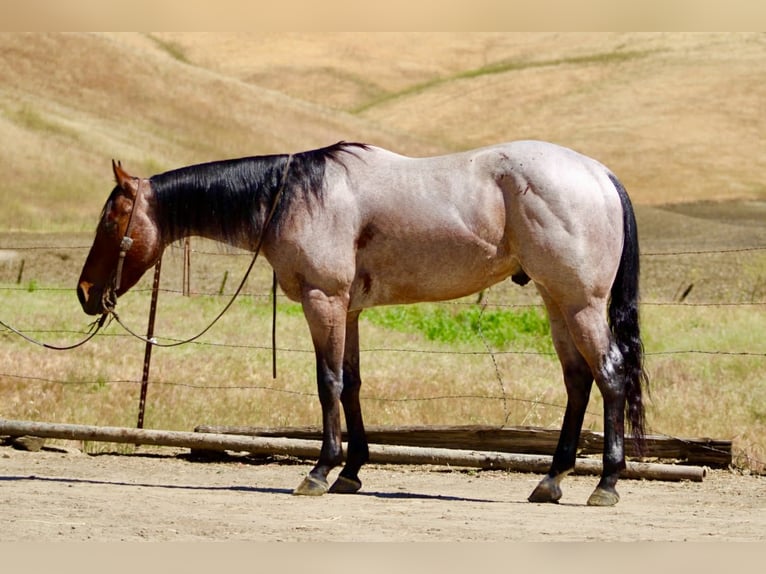 American Quarter Horse Wallach 4 Jahre 152 cm Roan-Bay in Tres Pinos