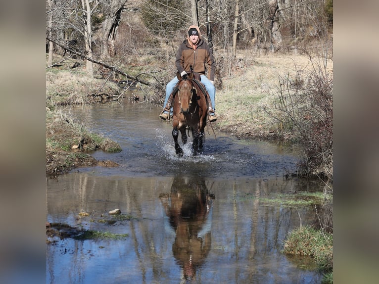 American Quarter Horse Wallach 4 Jahre 152 cm Roan-Bay in Mount Vernon
