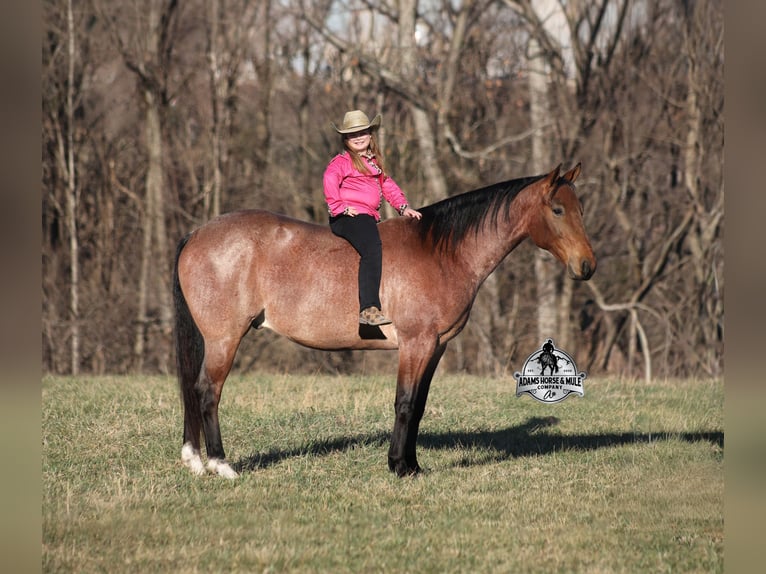American Quarter Horse Wallach 4 Jahre 152 cm Roan-Bay in Mount Vernon