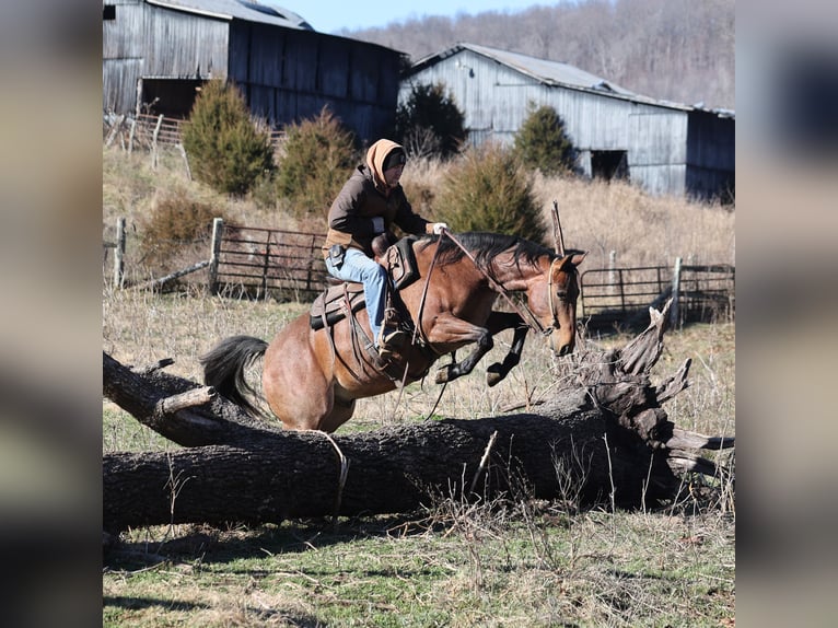 American Quarter Horse Wallach 4 Jahre 152 cm Roan-Bay in Mount Vernon