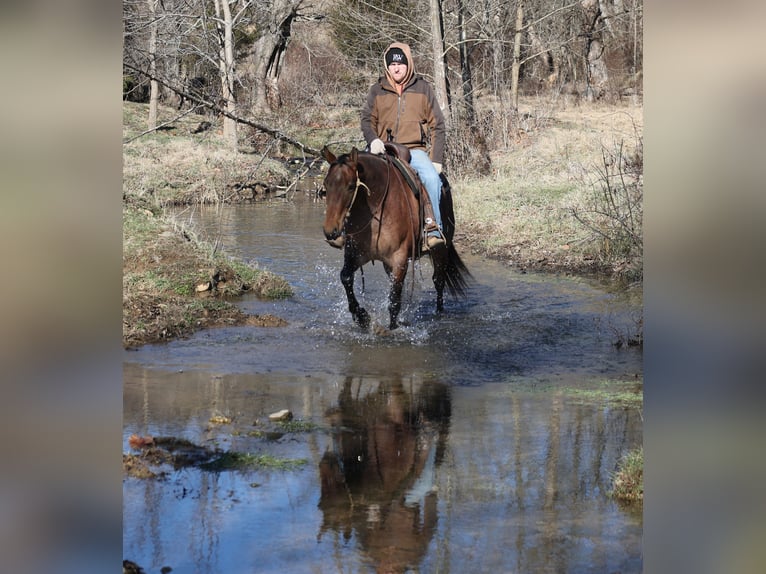 American Quarter Horse Wallach 4 Jahre 152 cm Roan-Bay in Mount Vernon