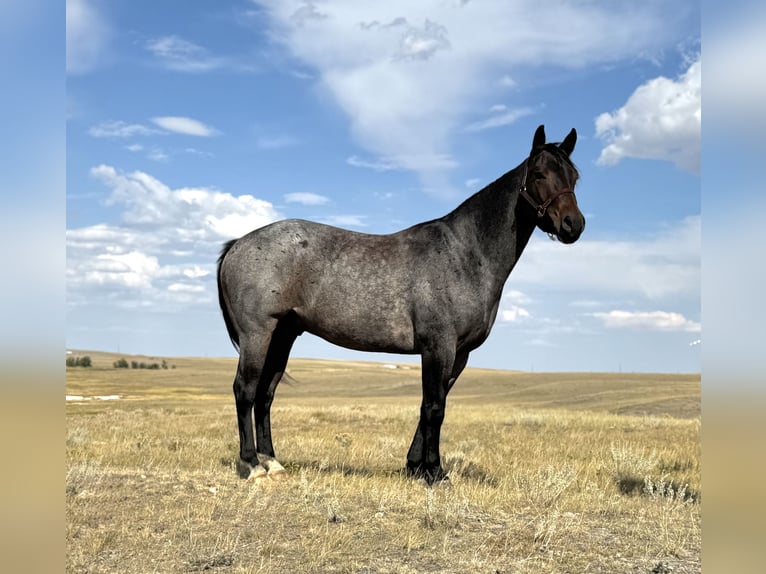 American Quarter Horse Wallach 4 Jahre 152 cm Roan-Bay in Power