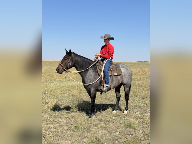 American Quarter Horse Wallach 4 Jahre 152 cm Roan-Bay in Power
