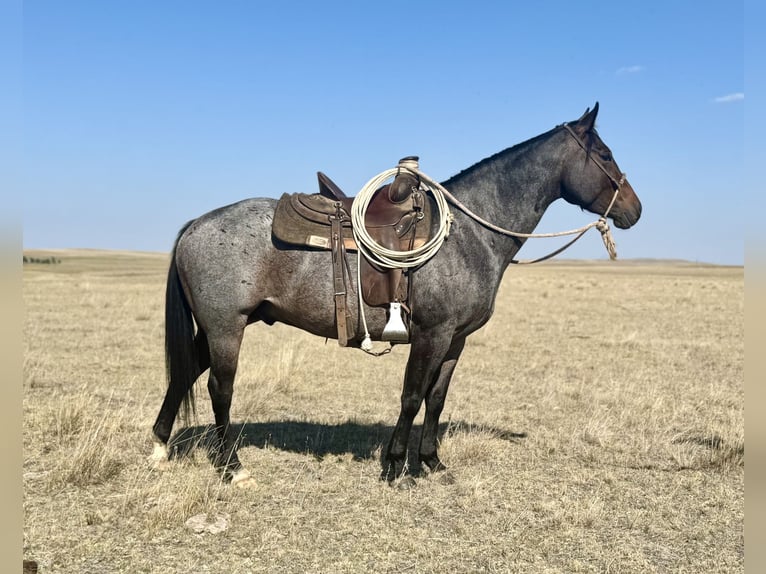 American Quarter Horse Wallach 4 Jahre 152 cm Roan-Bay in Power