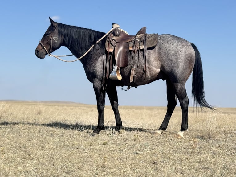 American Quarter Horse Wallach 4 Jahre 152 cm Roan-Bay in Power