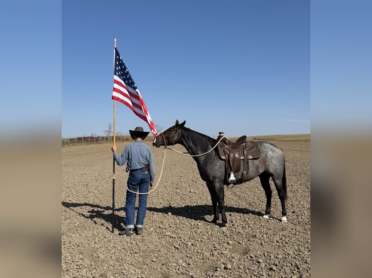American Quarter Horse Wallach 4 Jahre 152 cm Roan-Bay in Power