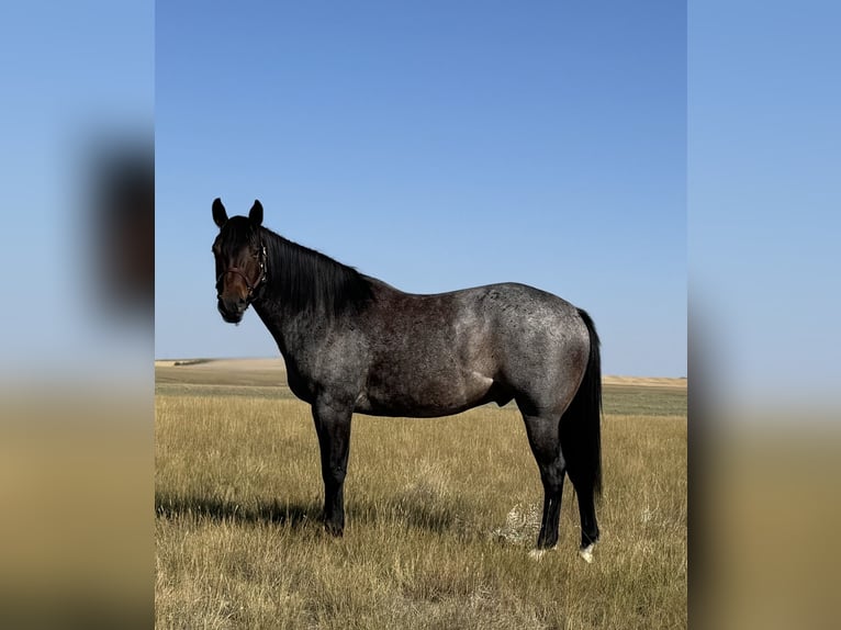 American Quarter Horse Wallach 4 Jahre 152 cm Roan-Bay in Power