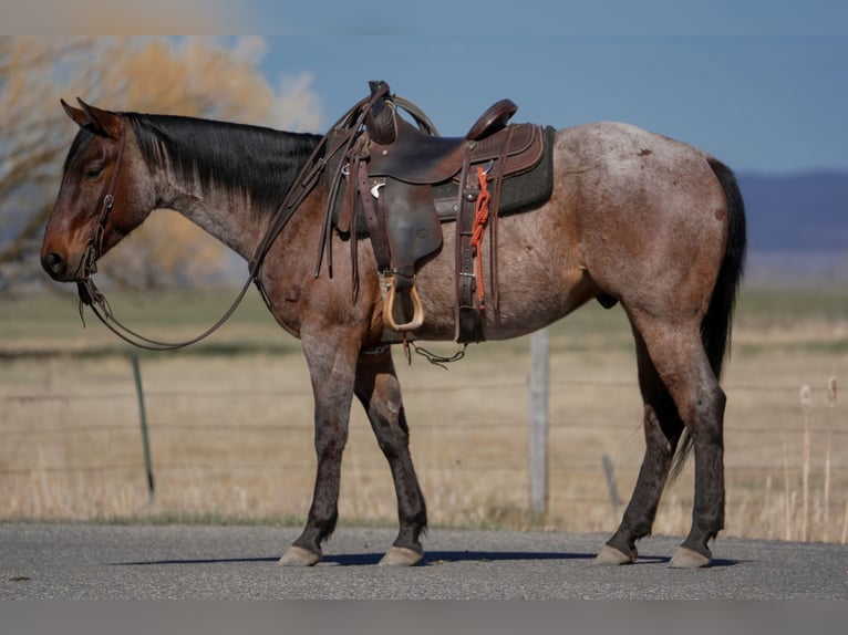 American Quarter Horse Wallach 4 Jahre 152 cm Roan-Bay in Saint Anthony