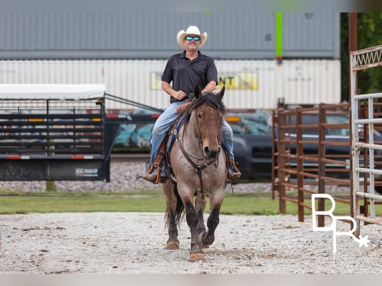 American Quarter Horse Wallach 4 Jahre 152 cm Roan-Bay in Mountain Grove MO