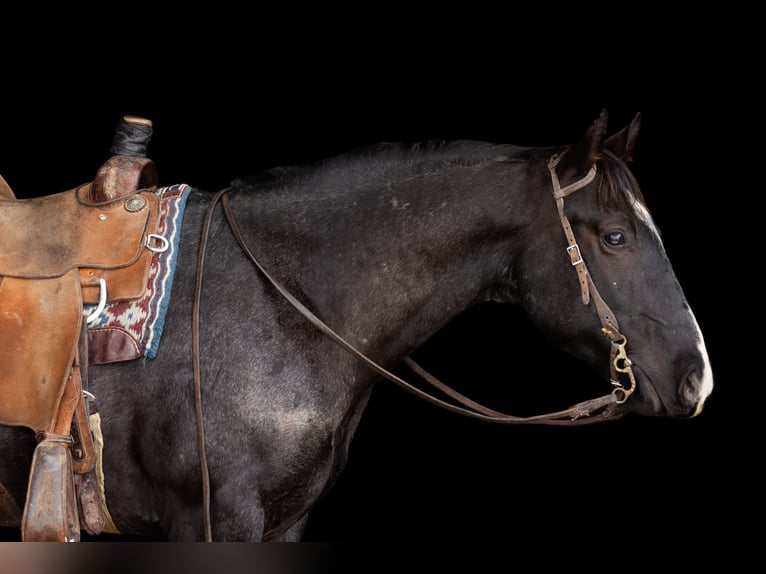 American Quarter Horse Wallach 4 Jahre 152 cm Roan-Blue in Decorah