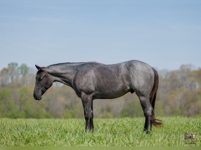 American Quarter Horse Wallach 4 Jahre 152 cm Roan-Blue in Auburn, KY