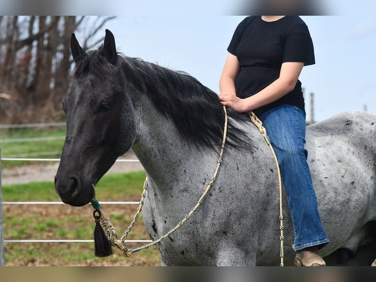 American Quarter Horse Mix Wallach 4 Jahre 152 cm Roan-Blue in Strasburg