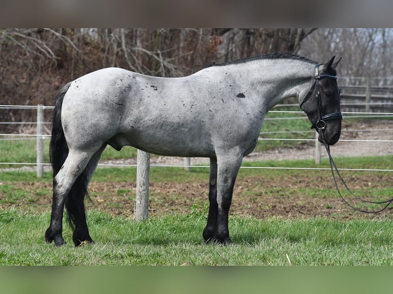 American Quarter Horse Mix Wallach 4 Jahre 152 cm Roan-Blue in Strasburg