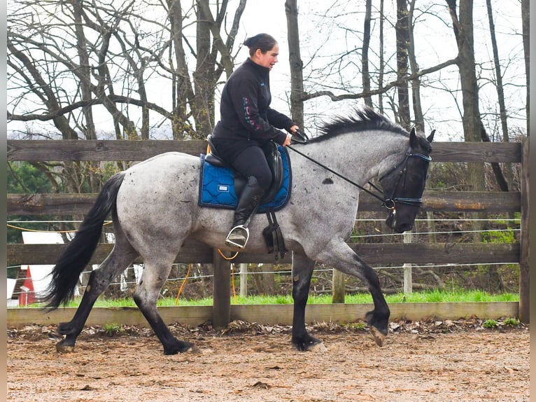 American Quarter Horse Mix Wallach 4 Jahre 152 cm Roan-Blue in Strasburg