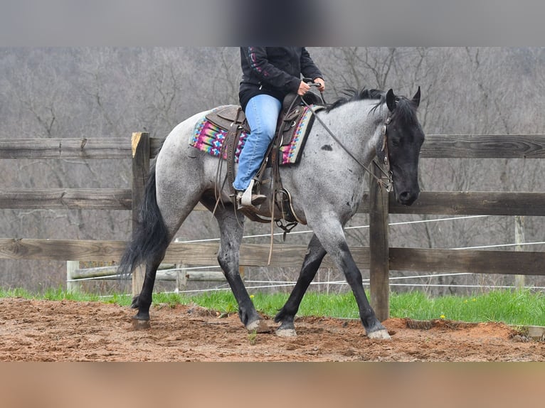 American Quarter Horse Mix Wallach 4 Jahre 152 cm Roan-Blue in Strasburg