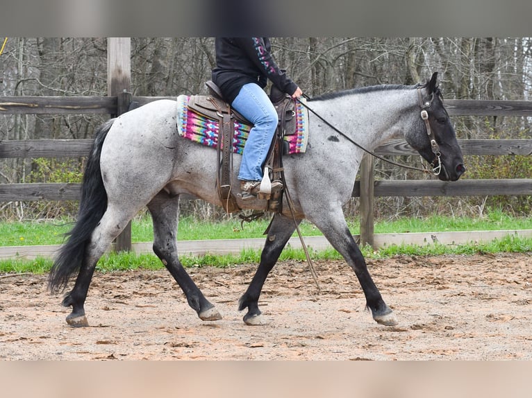 American Quarter Horse Mix Wallach 4 Jahre 152 cm Roan-Blue in Strasburg