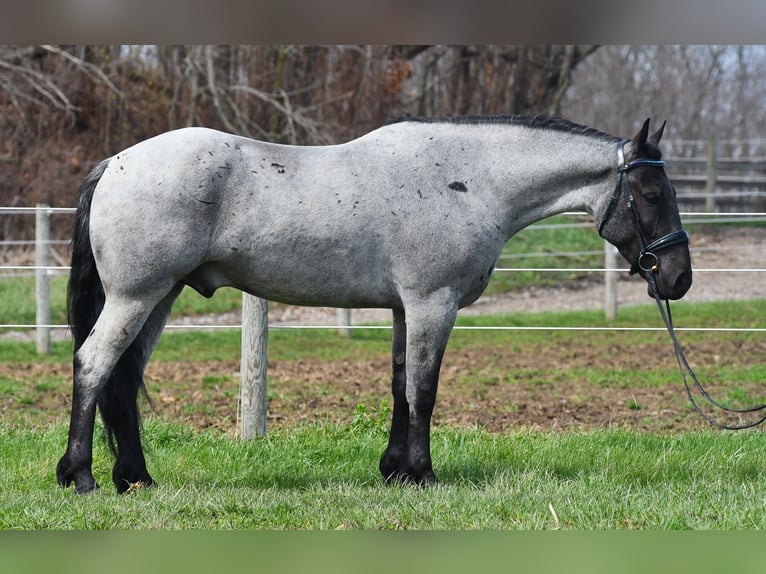 American Quarter Horse Mix Wallach 4 Jahre 152 cm Roan-Blue in Strasburg