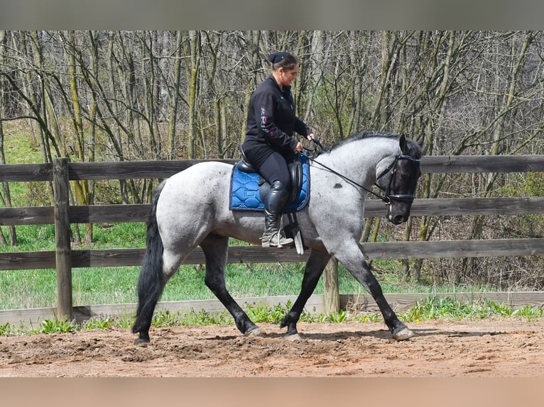 American Quarter Horse Mix Wallach 4 Jahre 152 cm Roan-Blue in Strasburg