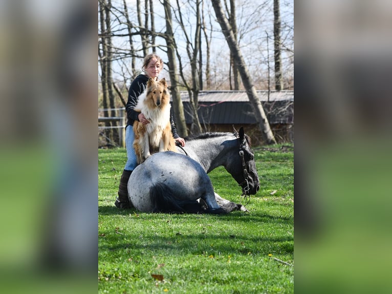 American Quarter Horse Mix Wallach 4 Jahre 152 cm Roan-Blue in Strasburg