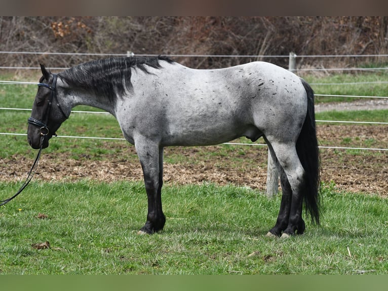 American Quarter Horse Mix Wallach 4 Jahre 152 cm Roan-Blue in Strasburg