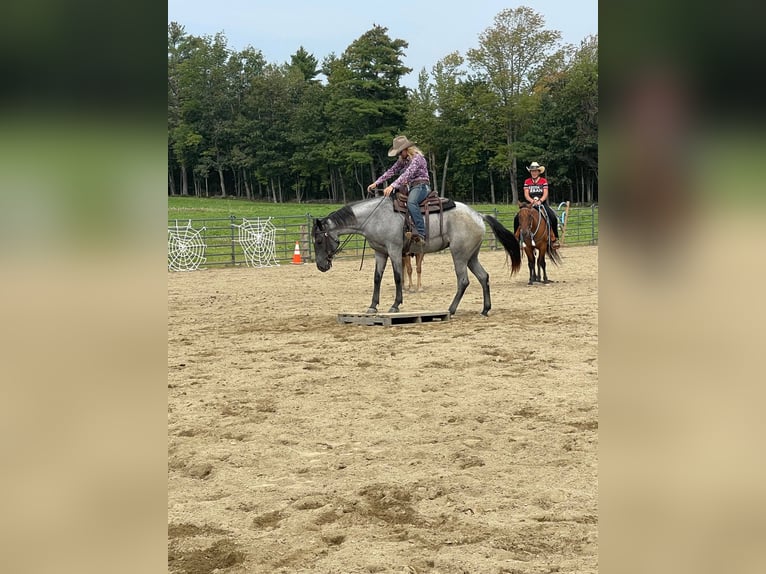 American Quarter Horse Wallach 4 Jahre 152 cm Roan-Blue in Etna ME