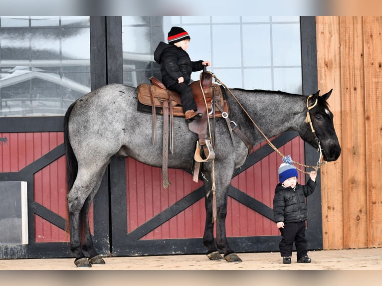 American Quarter Horse Wallach 4 Jahre 152 cm Roan-Blue in Rebersburg, PA