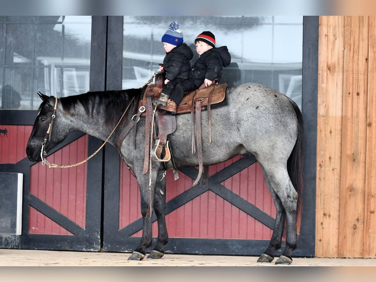 American Quarter Horse Wallach 4 Jahre 152 cm Roan-Blue in Rebersburg, PA